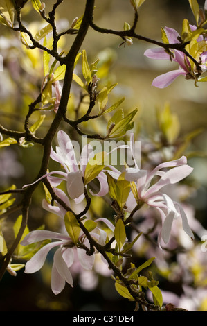 Magnolia X loebneri 'Leonard Messel' in voller Blüte Stockfoto