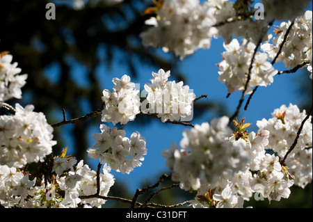 Prunus Serrulata 'Tai Haku' Great White oder Cherry Hill, in Blüte Stockfoto