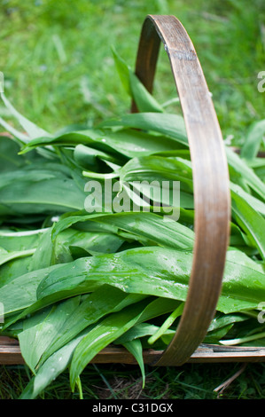 Frisch geernteten Bärlauch Blätter (aka Rampen, wilder Lauch, Holz Knoblauch, Bärlauch) in einem hölzernen Trug im Northumberland, England. Stockfoto