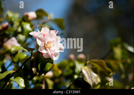 Camellia Japonica 'Tricolor' in voller Blüte Stockfoto