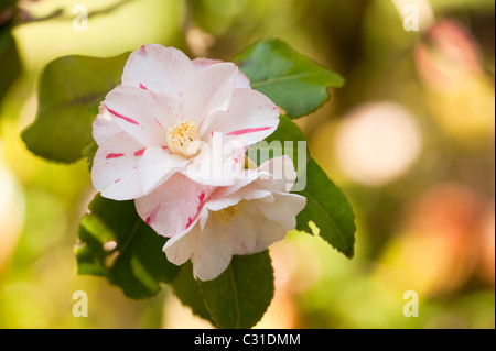 Camellia Japonica 'Tricolor' in voller Blüte Stockfoto