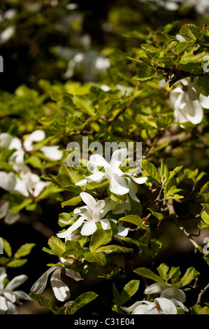 Magnolia X loebneri 'Merrill' in voller Blüte Stockfoto