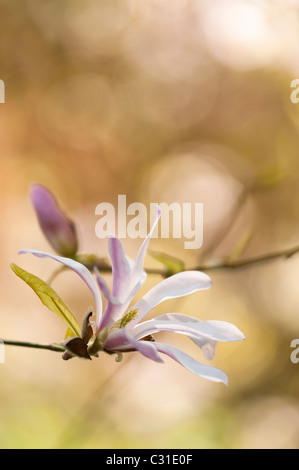 Magnolia X loebneri 'Leonard Messel' in voller Blüte Stockfoto