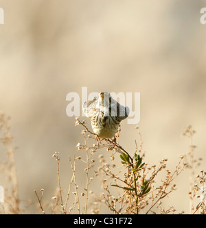 Mais-Ammern Emberiza Calandra Paarung Stockfoto