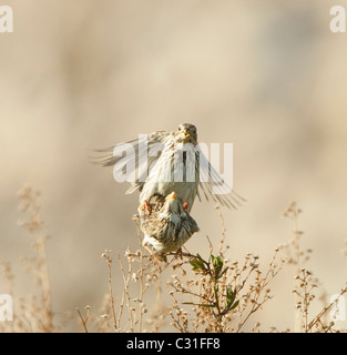 Mais-Ammern Emberiza Calandra Paarung Stockfoto