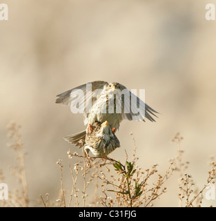 Mais-Ammern Emberiza Calandra Paarung Stockfoto