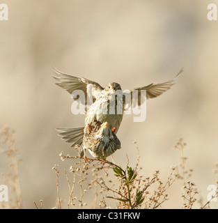 Mais-Ammern Emberiza Calandra Paarung Stockfoto