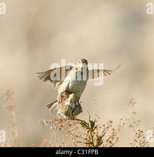 Mais-Ammern Emberiza Calandra Paarung Stockfoto