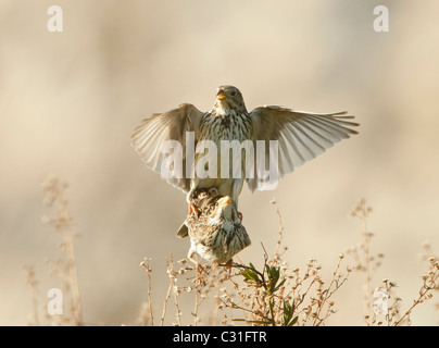 Mais-Ammern Emberiza Calandra Paarung Stockfoto