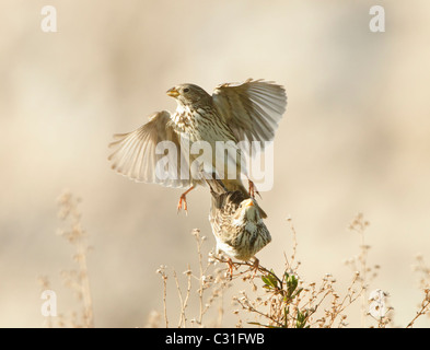 Mais-Ammern Emberiza Calandra Paarung Stockfoto