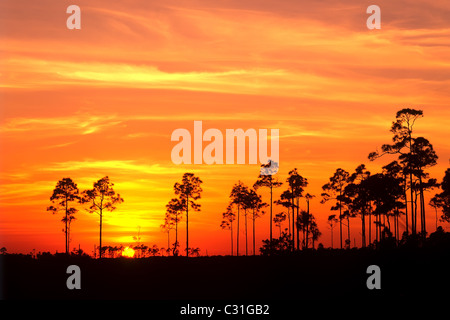 Sonnenuntergang in Florida Everglades Nationalpark Stockfoto