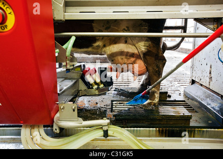 MELKMASCHINE FÜR ISLÄNDISCHE KÜHE, BAUERNHOF IN DER REGION VON AKUREYRI, NORD-ISLAND, EUROPA Stockfoto