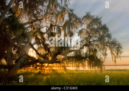 Späten Nachmittag Sonnenstrahlen aber Moos bedeckten Baum im Myakka River State Park in Florida Stockfoto