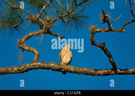 Rot geschultert Falke sitzt im Baum am Corkscrew Swamp Sanctuary außerhalb Naples Florida Stockfoto