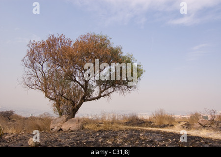 Peruanischer Pfefferbaum (Schinus Molle) auf einem Hügel im Zentrum von Mexiko teilweise niedergebrannt Stockfoto