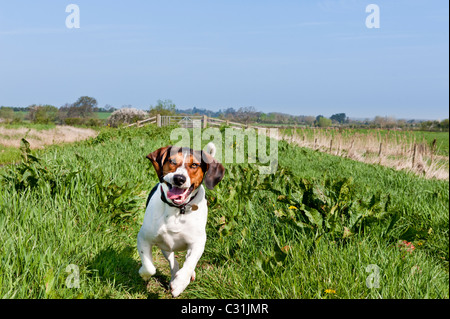 Basset Beagle Cross laufen in den Somerset Levels im Frühjahr in der Nähe von Highbridge auf dem Fluß Parrett trail Stockfoto