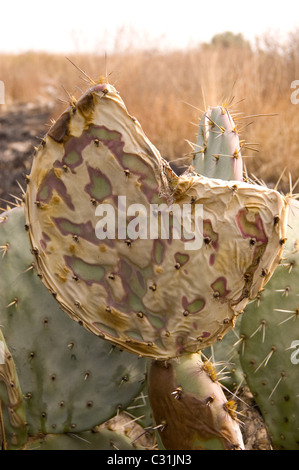 Gebrannte und schneiden Kaktusfeigen Kaktus Pad (Opuntia sp) Stockfoto