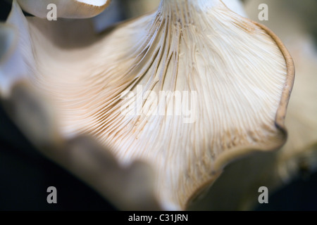 (Makro) Detailansicht der zarten Kiemen an der Unterseite von einem Austernpilz. Stockfoto