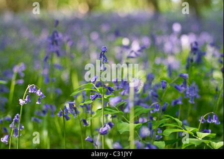 Englische Bluebell Teppich im Micheldever Wald in Hampshire in der Nähe von Winchester und Basingstoke Stockfoto