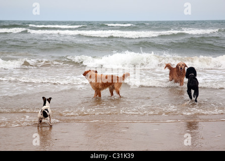 Hunde spielen am Gewässerrand, Holkham Strand, die Küste von North Norfolk UK Stockfoto