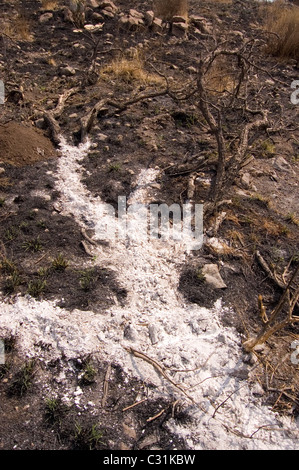 Asche von einem verbrannten Baum Stockfoto