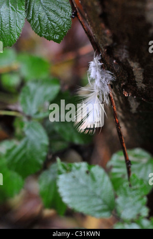 NAHAUFNAHME VON EINEM FASAN FEATHER HÄNGEN VON EINEM BAUM, JAGD IN EINEM PRIVATEN WALD IN DER NÄHE VON MARQUENTERRE PARK, SOMME (80), FRANKREICH Stockfoto