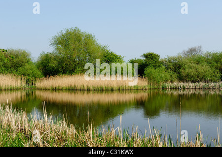 Attenborough Naturschutzgebiet Nottingham England uk Stockfoto