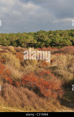 DIE UNTERSCHIEDLICHE VEGETATION (STRANDHAFER, SANDDORN) AUF DEN DÜNEN DES NATURSCHUTZGEBIETES DER BAIE DE SOMME, SOMME (80), FRANKREICH Stockfoto