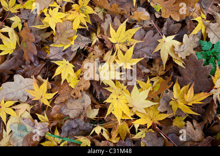 Herbstfärbung Ahorn Blätter, Acer Palmatum Aureum und Eichenlaub im Herbst in die Cotswolds Stockfoto