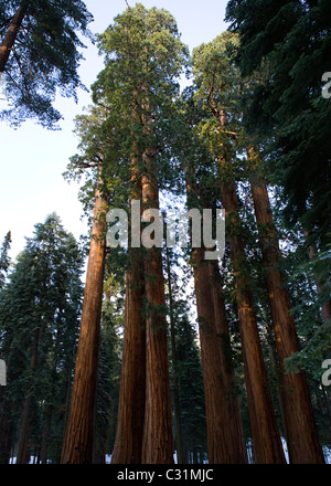 Giant Sequoia Bäume im winter Stockfoto