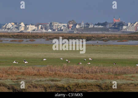 GEMEINSAMEN BRANDGÄNSE IN EIN SALZ WIESE AM RANDE DER STADT VON LE CROTOY, BAIE DE SOMME, SOMME (80), FRANKREICH Stockfoto