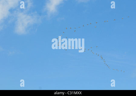 EURASISCHE LÖFFLER IM FLUG, ZUGVÖGEL, BAIE DE SOMME, SOMME (80), FRANKREICH Stockfoto