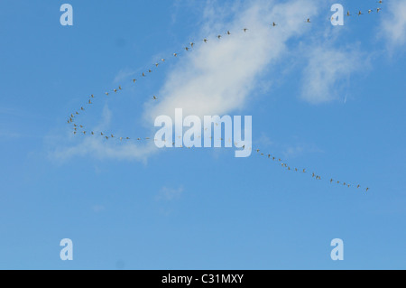 EURASISCHE LÖFFLER IM FLUG, ZUGVÖGEL, BAIE DE SOMME, SOMME (80), FRANKREICH Stockfoto