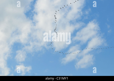 EURASISCHE LÖFFLER IM FLUG, ZUGVÖGEL, BAIE DE SOMME, SOMME (80), FRANKREICH Stockfoto