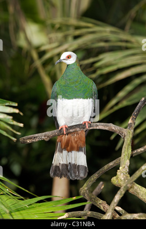 White-bellied Imperial-Taube, Ducula Forsteni, einzelne Vogel auf Zweig, Indonesien, März 2011 Stockfoto