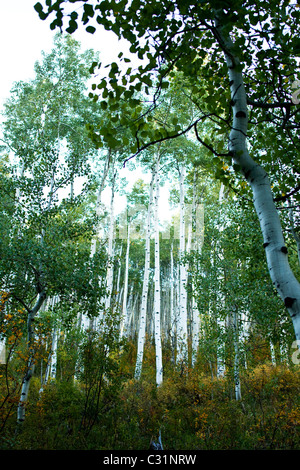 Espe Bäume im Herbst. Stockfoto