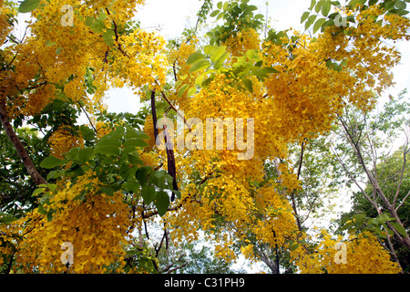 GELBEN BLÜTEN DER INDISCHE GOLDREGEN (GOLDEN SHOWER TREE) IN DES KÖNIGS FARBEN, THAILAND, ASIEN Stockfoto