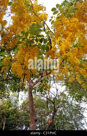 GELBEN BLÜTEN DER INDISCHE GOLDREGEN (GOLDEN SHOWER TREE) IN DES KÖNIGS FARBEN, THAILAND, ASIEN Stockfoto