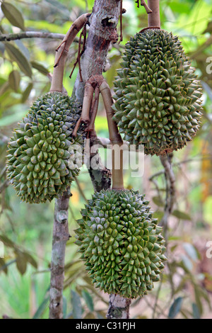 DURIAN, TROPISCHE FRÜCHTE AUS DEM BAUM MIT DEM GLEICHEN NAMEN (DURIO ZIBETHINUS), BEKANNT FÜR IHRE SEHR STARKEN GERUCH, THAILAND, ASIEN Stockfoto