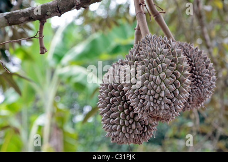 DURIAN, TROPISCHE FRÜCHTE AUS DEM BAUM MIT DEM GLEICHEN NAMEN (DURIO ZIBETHINUS), BEKANNT FÜR IHRE SEHR STARKEN GERUCH, THAILAND, ASIEN Stockfoto