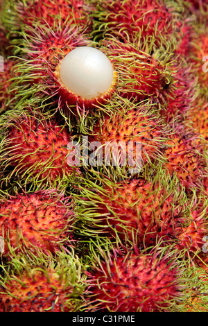 STÄBCHEN, TROPISCHE FRÜCHTE WIE BEHAARTE LITSCHIS AUS DEM BAUM MIT DEM GLEICHEN NAMEN (NEPHELIUM LAPPACEUM), THAILAND, ASIEN Stockfoto