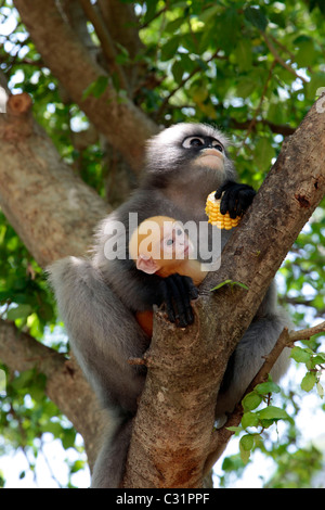 GIBBON-AFFEN UND SEINE JUNGEN, KHAO SAM ROI YOT NATIONAL PARK, PROVINZ PRACHUAP KHIRI KHAN, THAILAND, ASIEN Stockfoto