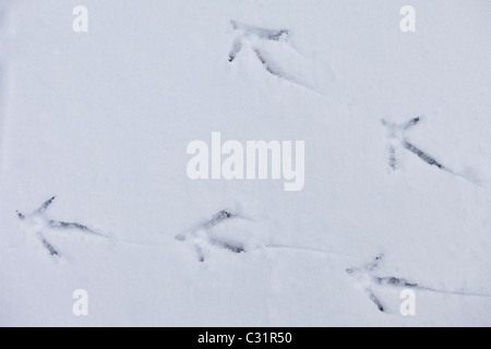 Fasan Fußspuren im Schnee in frostigen winterlichen Landschaft in Cotswolds, Oxfordshire, Vereinigtes Königreich Stockfoto