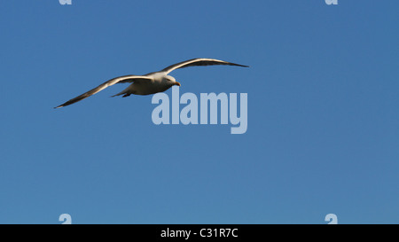 Möwe, die steigenden hoch gegen blauen Himmel Stockfoto