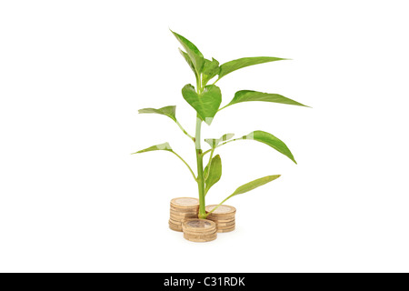 Bäumchen wachsen aus Haufen von Münzen Stockfoto