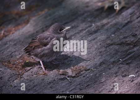 Europäischen Star (Sturnus Vulgaris Vulgaris), Biotechnik. Stockfoto