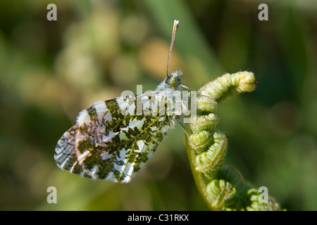 Nahaufnahme einer Orange kippte Schmetterling auf ein Adlerfarn Farn. Stockfoto