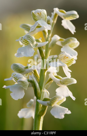 Green-winged Orchid [Orchis Morio], UK, Nahaufnahme"" Stockfoto
