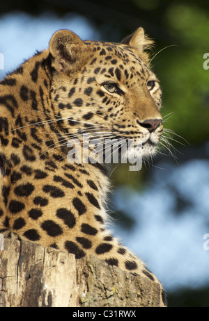 Weibliche Amur Leoparden Blick in Richtung Kamera Stockfoto