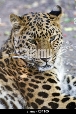 Weibliche Amur Leoparden Blick in Richtung Kamera Stockfoto